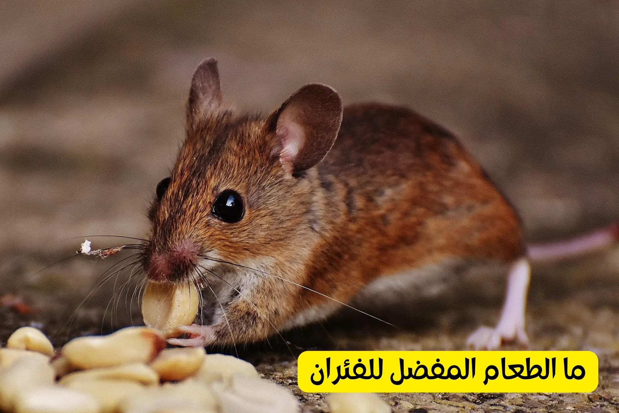 ما الطعام المفضل للفئران