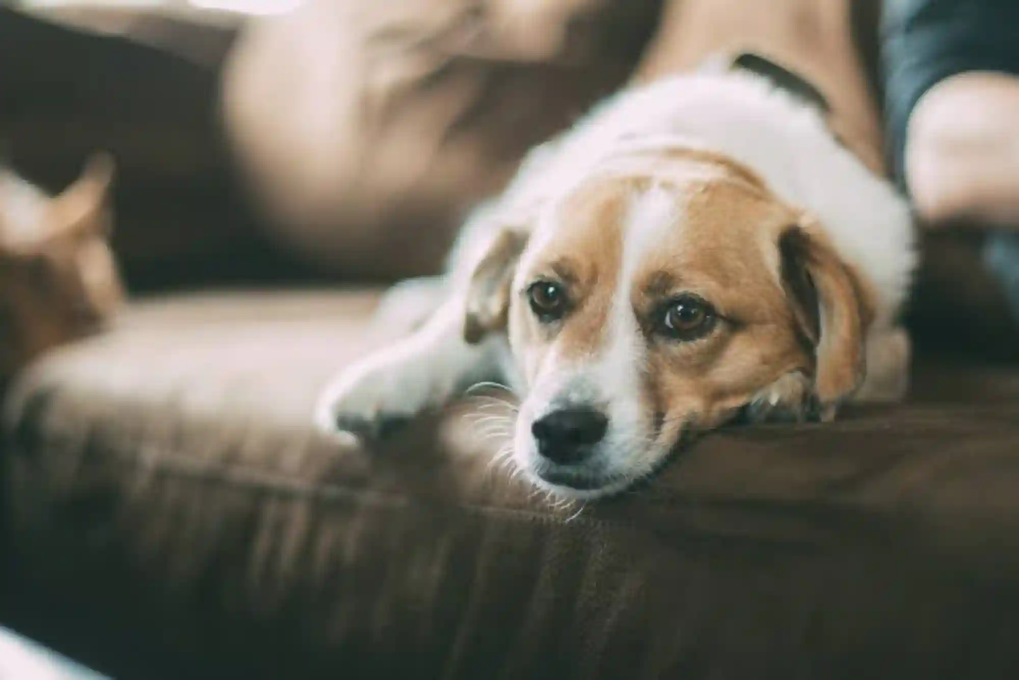 Canine Cognitive Dysfunction (CCD): Managing Dementia and Sleep Cycle Changes in Senior Dogs Canine Cognitive Dysfunction (CCD): Managing Dementia and Sleep Cycle Changes in Senior Dogs