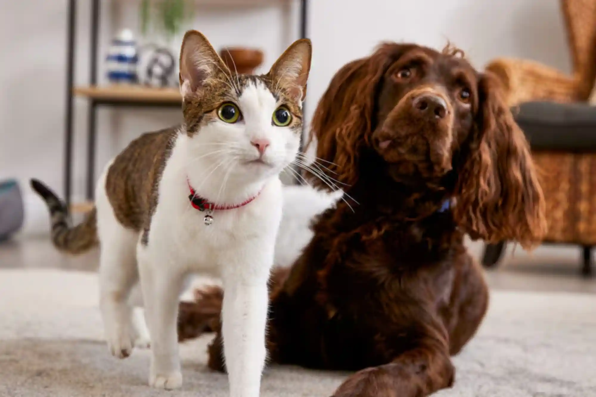 How to Introduce a New Cat to a Dog: Scent Swapping and Visual Barrier Protocols
