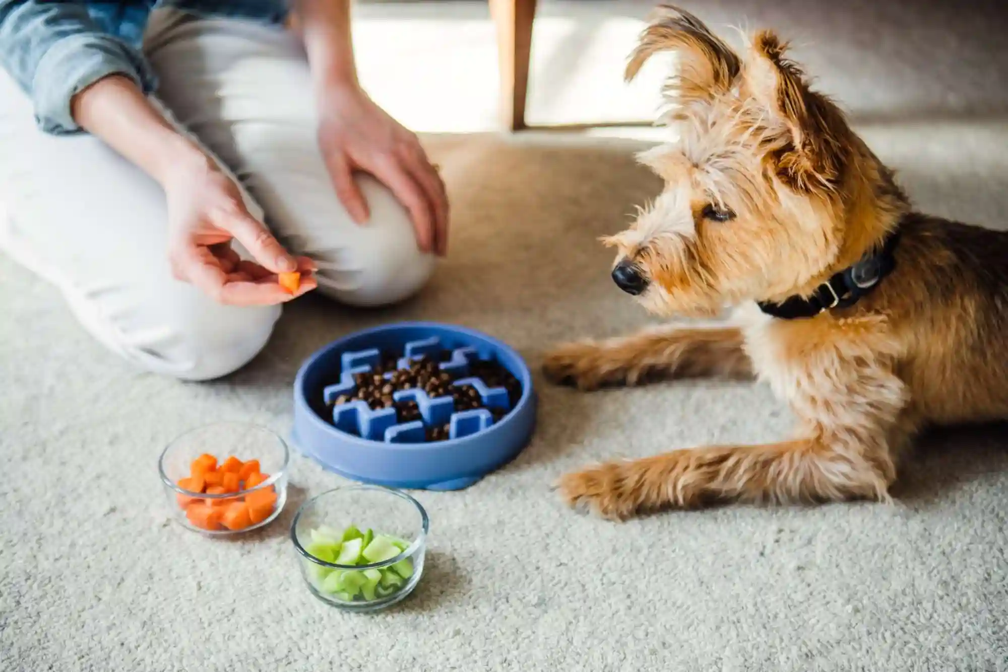 Resource Guarding in Dogs: How to Stop Food and Toy Aggression with Trade Drills Resource Guarding in Dogs: How to Stop Food and Toy Aggression with Trade Drills